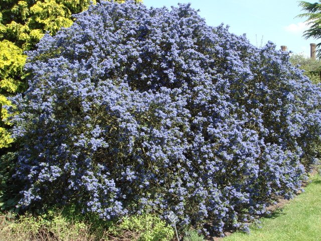 Ceanothus x 'Concha'